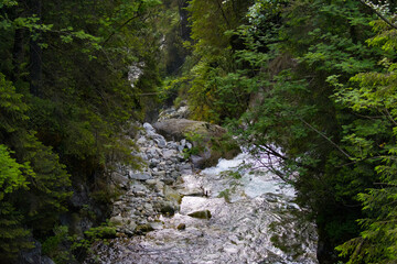 Wall Mural - stream in the forest, Tatry, Poland