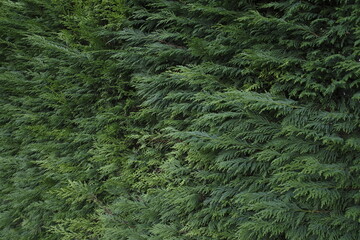 Sticker - Vegetation in an urban park