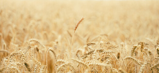 field with yellow ripe ears of wheat on a summer day, selective focus