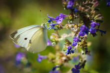 White Butterfly In The Purple Flowers