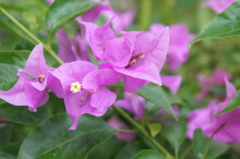 Close Up Of Purple Flower