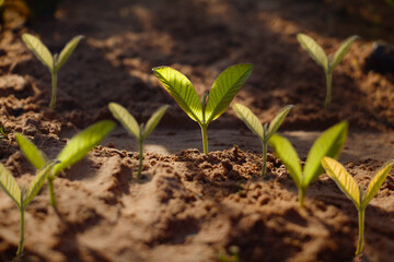 Wall Mural - Growing plant,Young plant in the morning light on ground background, New life concept.Small plants on the ground in spring.fresh,seed,Photo fresh and Agriculture  concept idea.