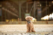 one cute brown mini poodle wearing a black bandana on his neck posing for the camera in front of a gate in jersey city 