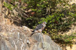  juvenile peregrine falcon
