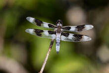 Eight Spotted Skimmer Dragonfly