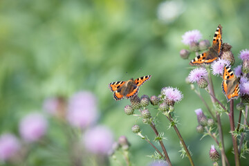 Wall Mural - butterfly on a flower