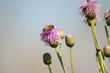Creeping Thistle In Bloom With A Bee On It Closeup View