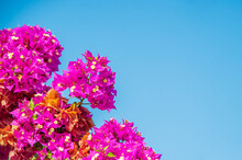 Pink Flowers Against Blue Sky