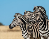 Fototapeta Sawanna - zebras looking across a plane 