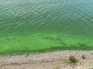 Green water in a river 