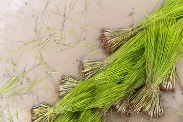 Wall Mural - farmer work. farmer is preparation rice seedlings with soft-focus and over light in the background