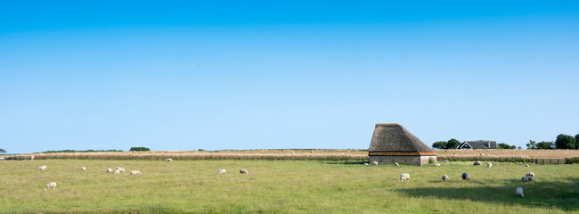 Wall Mural - sheep in grassy meadow on dutch island of texel in the netherlands