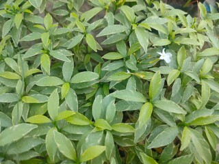 green leaves of a plant