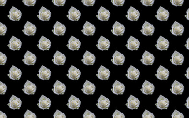 Poster - Beautiful white rose flowers. Blooming roses seamless pattern. Floral natural background.