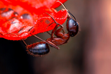 Wall Mural - Beautiful Strong jaws of red ant close-up