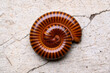 close-up of millipede curled up on the ground, See the legs of millipede in a hundred legs.
