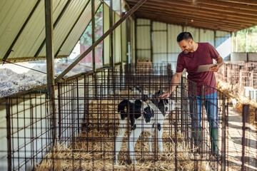 Wall Mural - Adult man, taking care of the farm animals.