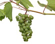 Young green unripe grape on grapevine with leaves isolated on white background with clipping path