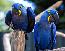 Two Rare Blue And Yellow Hyacinth Macaw Parrots In A Funny Pose