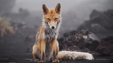 Funny Red Fox In Kamchatka. Wet Fox In Natural Conditions. Beautiful Orange Coat Animal Nature. Wildlife Europe. Detail Close-up Portrait Of Nice Fox.