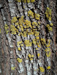 Vertical shot of tree bark with cortex