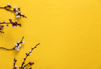  Beautiful white flowering branches on yellow background. Springtime concept. Flat lay, top view. Copy space