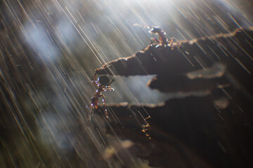 Two ants during heavy rain. One hung on a cliff and could barely hold on. The second one almost got out. Storm and flood concept.