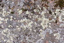 Natural Background. Granite Surface With Growing Dark Green Moss, Light Green Lichen Leaves.