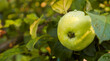 Gardening. Green unripe apple on a tree against a background of green foliage. Close-up. Selective focus. Copy space.