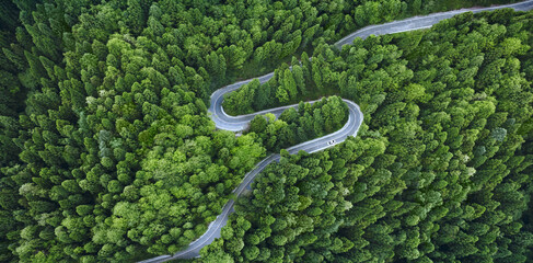Wall Mural - aerial view of a road on a forest