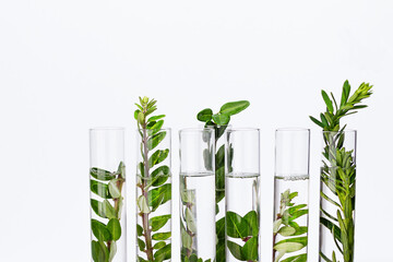 test tubes with herbs for organic natural cosmetics. alternative medicine or natural skin care produ