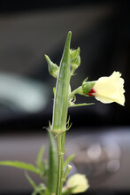 Okra Or Bhindi (Abelmoschus Esculentus) Plant With Flowers And Fruits