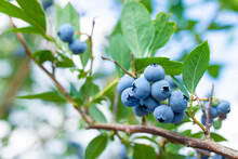 Bush Of Blueberries Ready For Harvesting