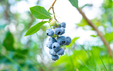 Canvas Print - Bunch of fresh blueberries on a bush