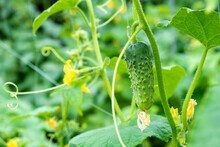Green Fresh Cucumber Plant Ripen In Garden On Organic Farm. Cucumber Crops Planting And Growth. Cucumber With Yellow Flowers In Vegetable Garden Close Up.