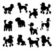 Set of Poodle Silhouette vector Illustration Eps 10