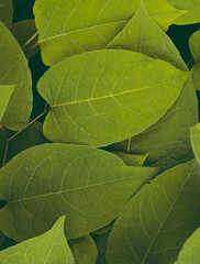 big green leaves nature