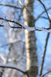 snow on the branches