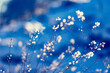 snow and grass, flowers in the snow blue snow