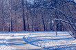 winter forest in the snow, road, cold, park in the winter