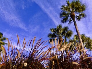 Wall Mural - Palm trees