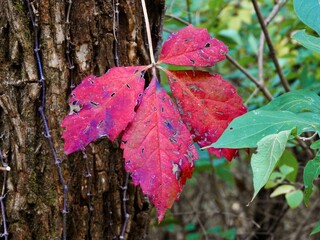 Wall Mural - Fall scenes