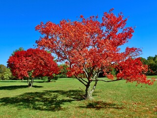 Wall Mural - Fall scenes