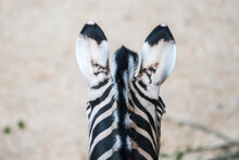 Zebras Funny Hairstyle Ears Close-up. Back View