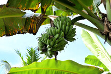Banana Is A Plant That Can Live In The Highlands And Lowlands