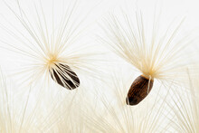 Pair Of Seeds With White Pappus Of A Blessed Milkthistle Isolated On White Background Close Up 