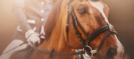 Portrait of a beautiful bay horse with a white spot on the muzzle and with a rider in the saddle on a sunny day. Equestrian sports. Horse riding.