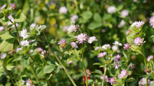 Trifolium Resupinatum - Trèfle De Perse Ou Trèfle Renversé à Floraison Rose à Violet Sur Tige à Feuillage Trifolié, Folioles Ovales à Marges D'aspect épineux
