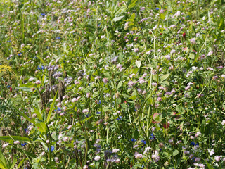 Poster - Trèfle de Perse ou trèfle renversé (Trifolium resupinatum) 