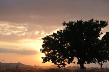 Huge and pine tree and sun behind this tree just before sunset and silhouette of a man near the tree